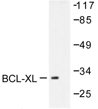 Bcl-2-like 1 (Bcl-xL) Rabbit Polyclonal Antibody - image 1