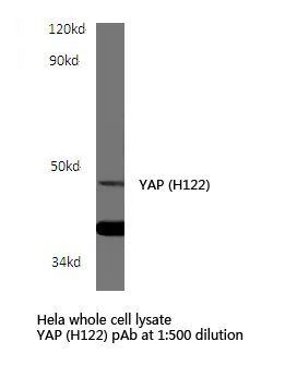 YAP1 Rabbit Polyclonal Antibody - image 1