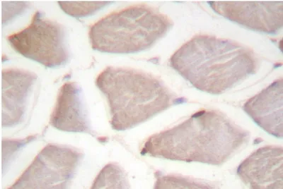 DDIT3 Rabbit Polyclonal Antibody - image 1