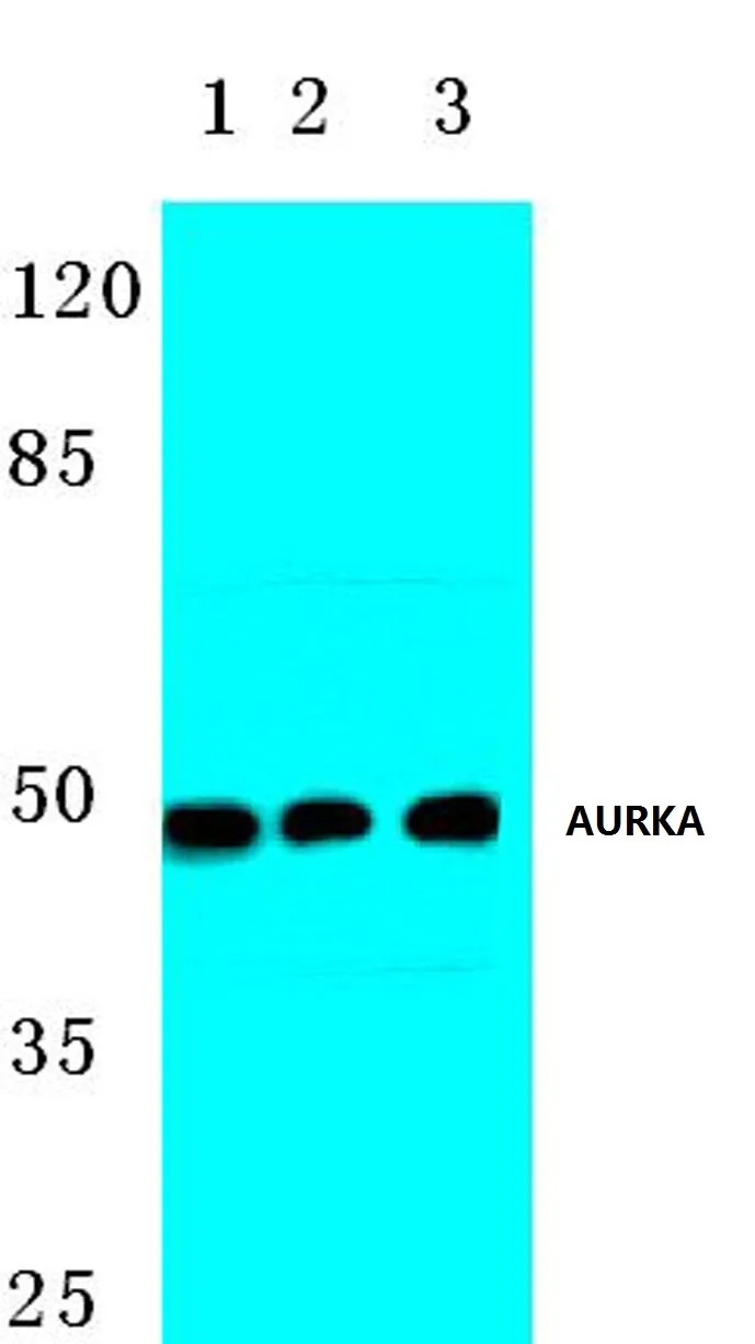 Aurora A (AURKA) Rabbit Polyclonal Antibody - image 1