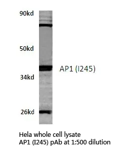 c-Jun (JUN) Rabbit Polyclonal Antibody - image 1