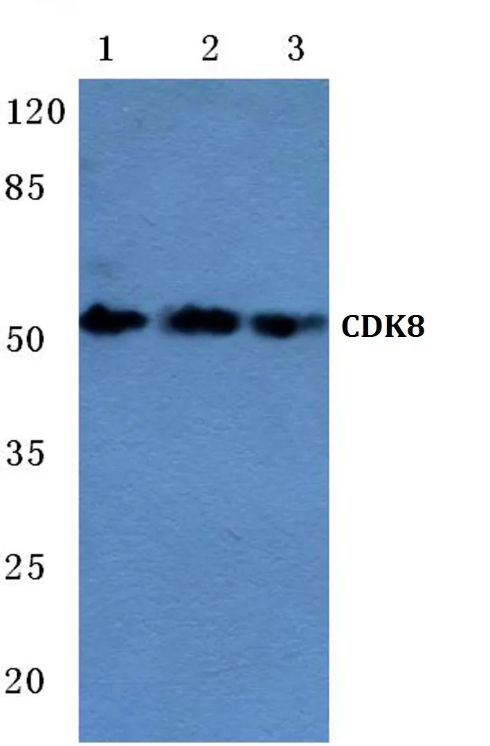 CDK8 Rabbit Polyclonal Antibody - image 1