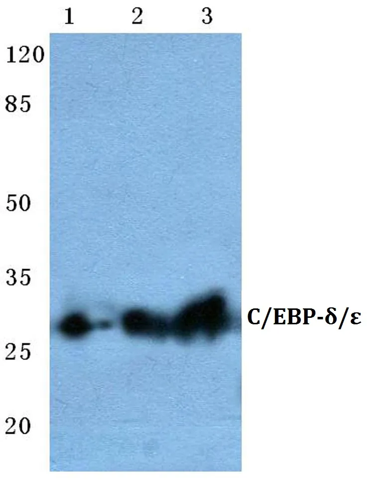 CEBPE Rabbit Polyclonal Antibody - image 1
