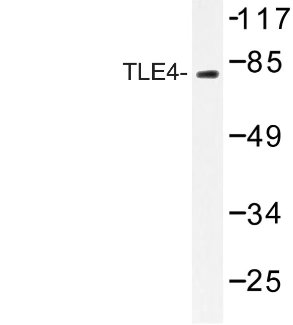 TLE4 Rabbit Polyclonal Antibody - image 1