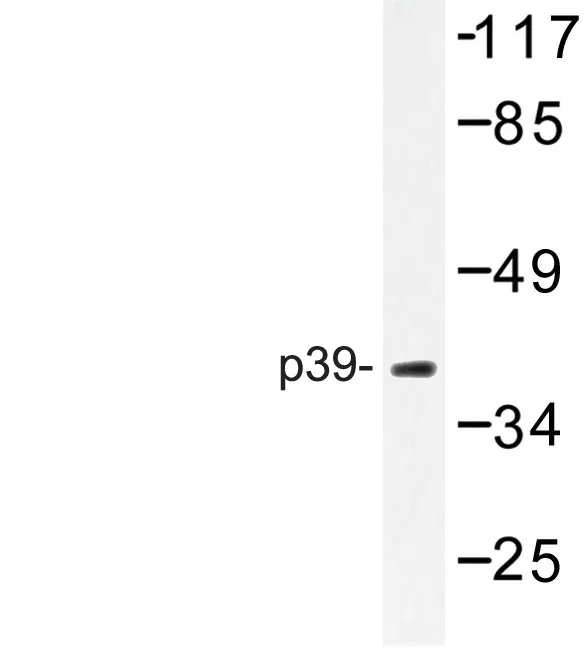 p39 (CDK5R2) Rabbit Polyclonal Antibody - image 1