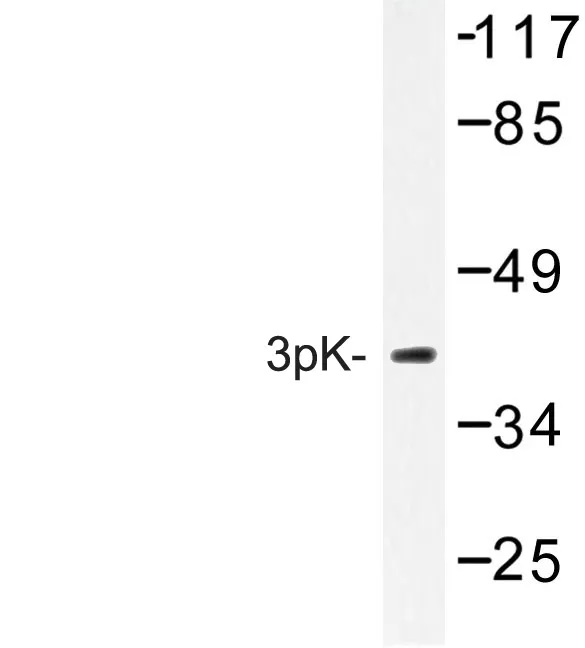 MAPKAP Kinase 3 (MAPKAPK3) Rabbit Polyclonal Antibody - image 1
