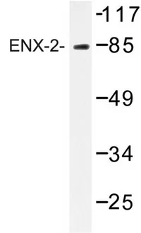 EZH1 Rabbit Polyclonal Antibody - image 1