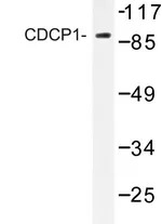 CDCP1 Rabbit Polyclonal Antibody - image 1