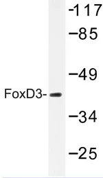 FOXD3 Rabbit Polyclonal Antibody - image 1