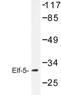 ELF5 Rabbit Polyclonal Antibody - image 1
