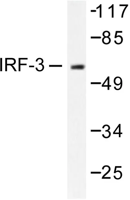 IRF3 Rabbit Polyclonal Antibody - image 1