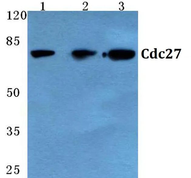 CDC27 Rabbit Polyclonal Antibody - image 1
