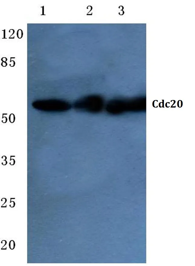 CDC20 Rabbit Polyclonal Antibody - image 1