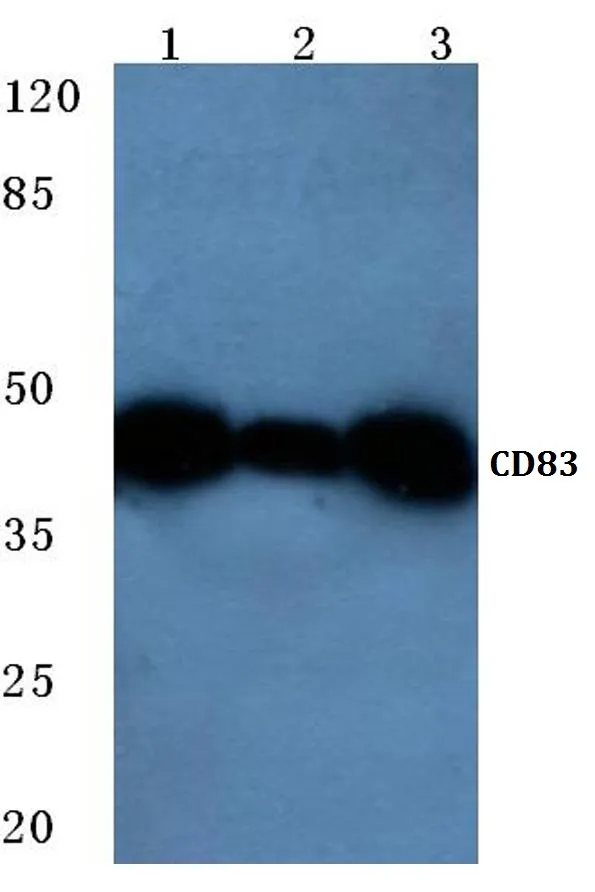 CD83 Rabbit Polyclonal Antibody - image 1