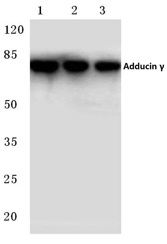 gamma Adducin (ADD3) Rabbit Polyclonal Antibody - image 1