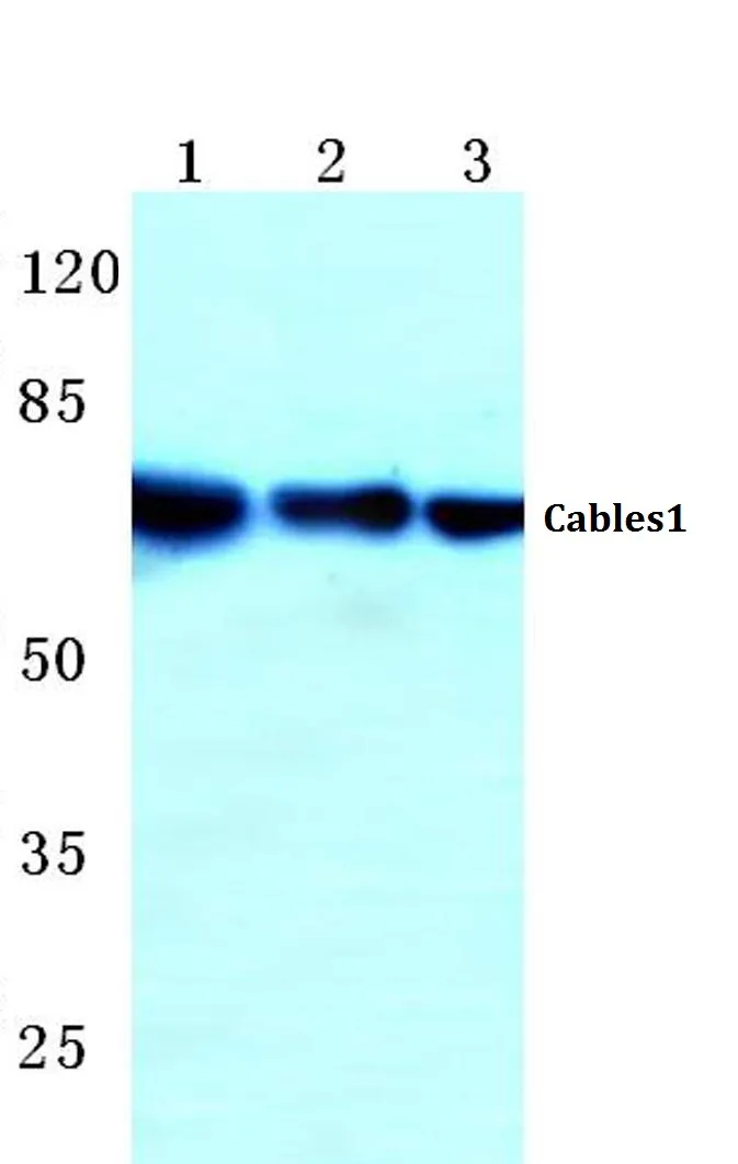 CABLES1 Rabbit Polyclonal Antibody - image 1
