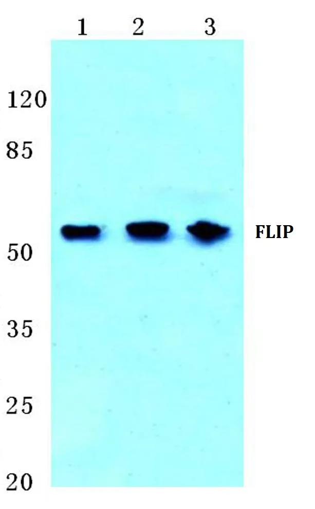 FLIP (CFLAR) Rabbit Polyclonal Antibody - image 1
