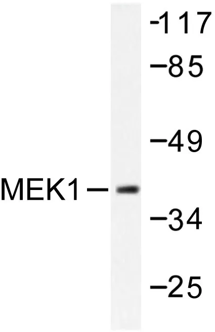 MEK1 (MAP2K1) Rabbit Polyclonal Antibody - image 1