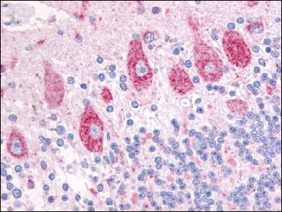 DUSP23 (Internal) Rabbit Polyclonal Antibody - image 1