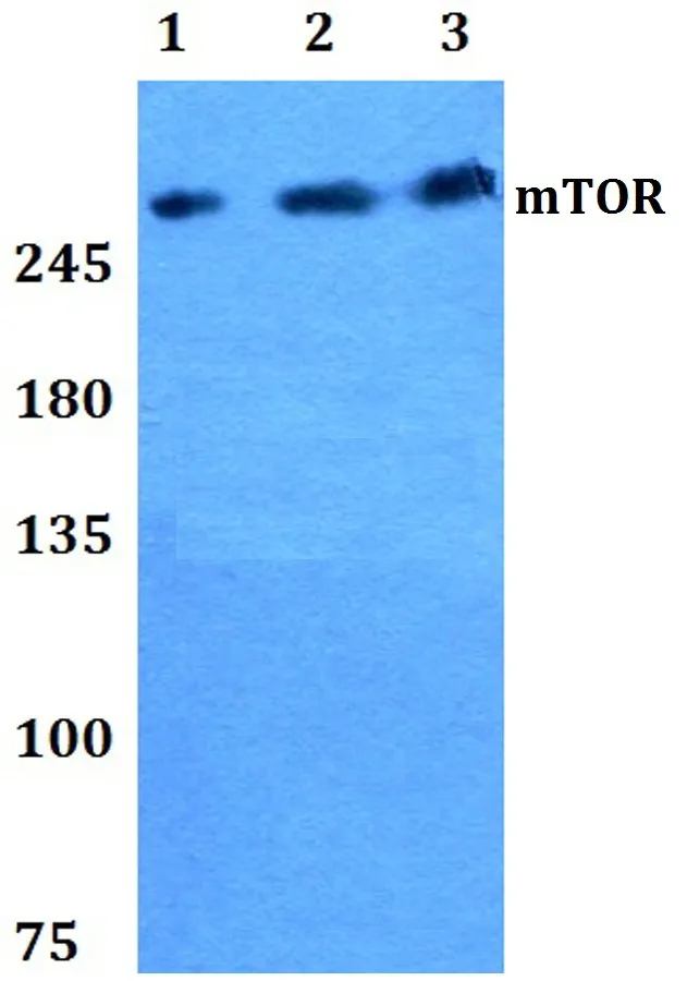 MTOR Rabbit Polyclonal Antibody - image 1