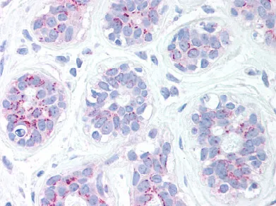 Bcl2 Binding component 3 (BBC3) (C-term) Rabbit Polyclonal Antibody - image 1