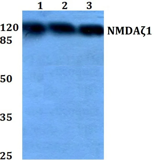 NMDAR1 (GRIN1) Rabbit Polyclonal Antibody - image 1