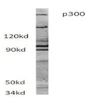 EP300 Rabbit Polyclonal Antibody - image 1