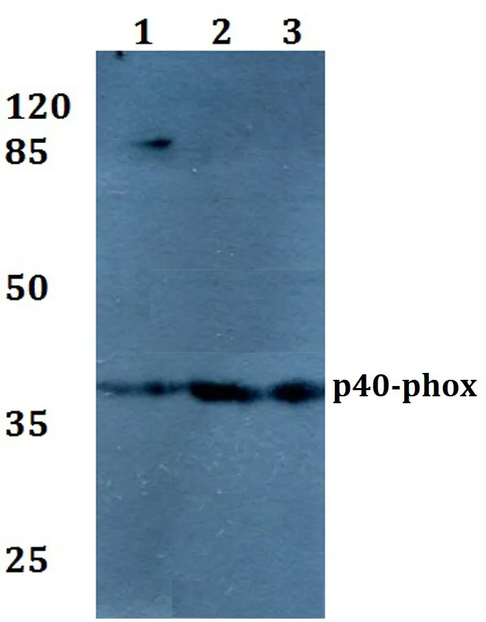NCF4 Rabbit Polyclonal Antibody - image 1