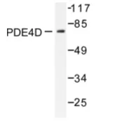 PDE4D Rabbit Polyclonal Antibody - image 1