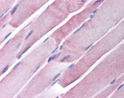 GOT2 Sheep Polyclonal Antibody - image 1