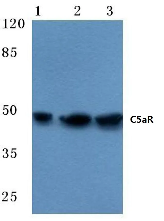 C5R1 (C5AR1) Rabbit Polyclonal Antibody - image 1