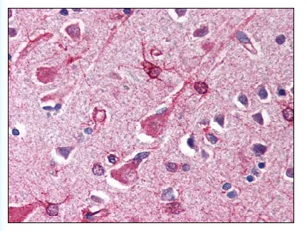 SIN1 (MAPKAP1) (N-term) Rabbit Polyclonal Antibody - image 1