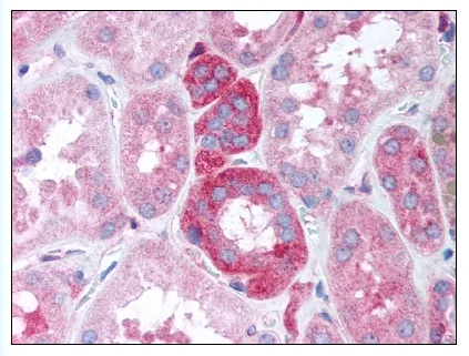 GNB5 Rabbit Polyclonal Antibody - image 1