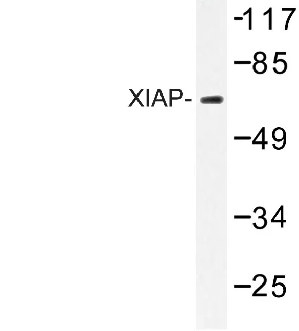 XIAP Rabbit Polyclonal Antibody - image 1