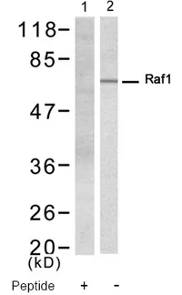 RAF1 Rabbit Polyclonal Antibody - image 1