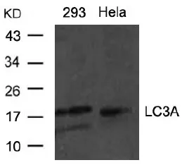 MAP1LC3A Rabbit Polyclonal Antibody - image 1
