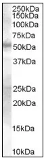 SMAD9 (166-179) Goat Polyclonal Antibody - image 1