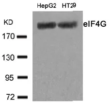 EIF4G1 Rabbit Polyclonal Antibody - image 1