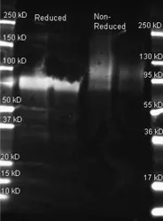 Glucose Oxidase Goat Polyclonal Antibody - image 1