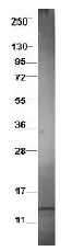 CCL3L3 Rabbit Polyclonal Antibody - image 1