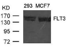 FLT3 Rabbit Polyclonal Antibody - image 1