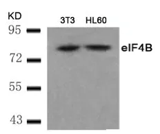 EIF4B Rabbit Polyclonal Antibody - image 1