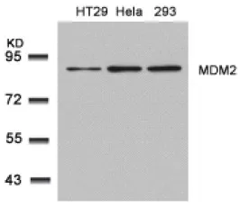 MDM2 Rabbit Polyclonal Antibody - image 1