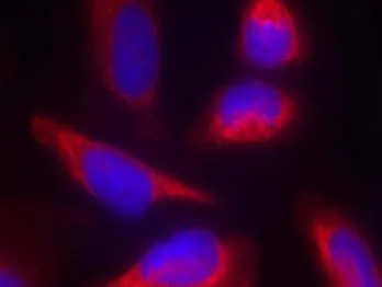 eNOS (NOS3) Rabbit Polyclonal Antibody - image 1