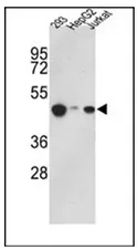 HAT1 (C-term) Rabbit Polyclonal Antibody - image 1