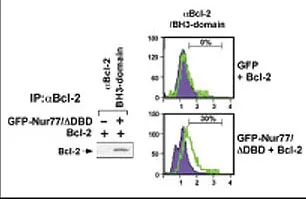 BCL2 (BH3 Domain) Rabbit Polyclonal Antibody - image 1