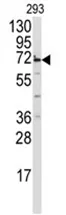 MIPEP Rabbit Polyclonal Antibody - image 1