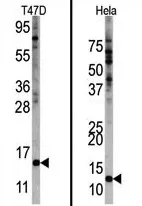 FAU Rabbit Polyclonal Antibody - image 1