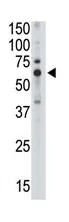 SIGLEC5 (C-term) Rabbit Polyclonal Antibody - image 1