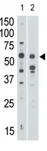 Siglec 7 (SIGLEC7) Rabbit Polyclonal Antibody - image 1